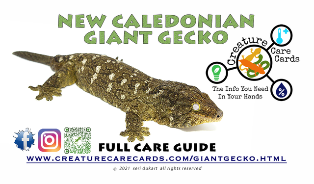 2000g Reptile Digital Scale – Groveland Gecko